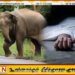 கனிச்சியாகல பகுதியில் காட்டு யானை தாக்கி ஒருவர் உயிரிழப்பு