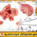 இந்தியாவில் ‘மூளையை உண்ணும்’ அமீபா தோற்று அதிகரிப்பு