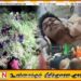 எல்ல பேருந்து விபத்து; விபத்துக்கு முன்பே பிரேக் கோளாறு பற்றி எச்சரித்த ஓட்டுநர்