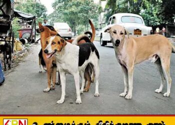 மனிதர்களை கடித்தால் வாழ்நாள் சிறை; நாய்களுக்கு புதிய தண்டனை அறிவித்த உத்தரபிரதேசம்
