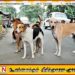 மனிதர்களை கடித்தால் வாழ்நாள் சிறை; நாய்களுக்கு புதிய தண்டனை அறிவித்த உத்தரபிரதேசம்