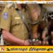 அரசு வேலைவாய்ப்புப் பெற்றுத் தருவதாக கூறி ரூ. 2,45,000 இலஞ்சம் பெற்ற இரண்டு அதிகாரிகள் கைது