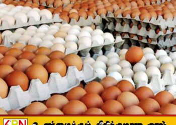முட்டை விலையை 10 ரூபாவால் குறைக்க தீர்மானம்