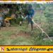 முல்லைத்தீவு புதுக்குடியிருப்பு பிரதேச செயலக பகுதியில் தோட்டக்காணியில் மீட்கப்பட்ட மலைப்பாம்பு