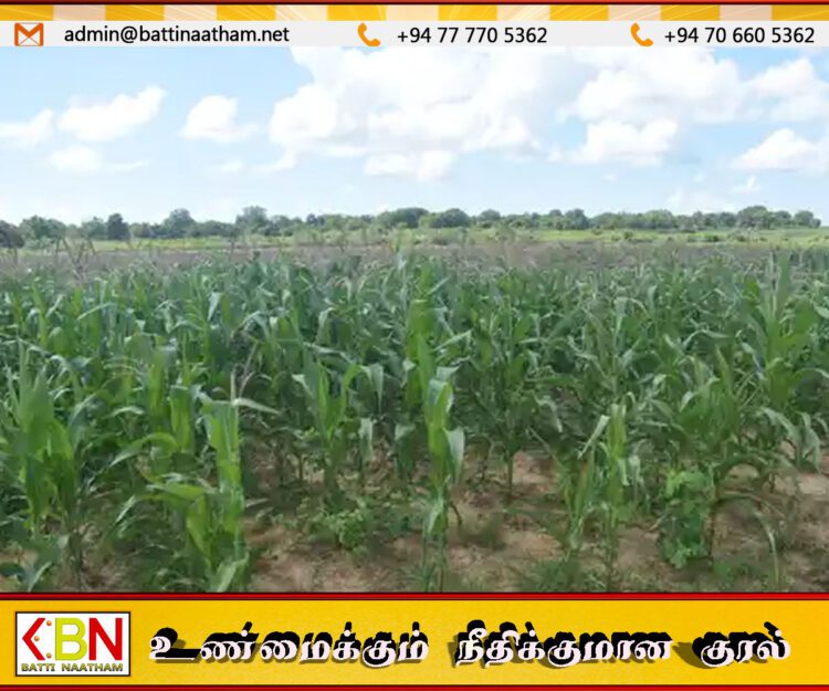 சோளப் பயிர்களில் படைப்புழுத் தாக்கம் தீவிரம்; வேளாண்மைத் திணைக்களத்திடம் நடவடிக்கை எடுக்குமாறு விவசாயிகள் கோரிக்கை