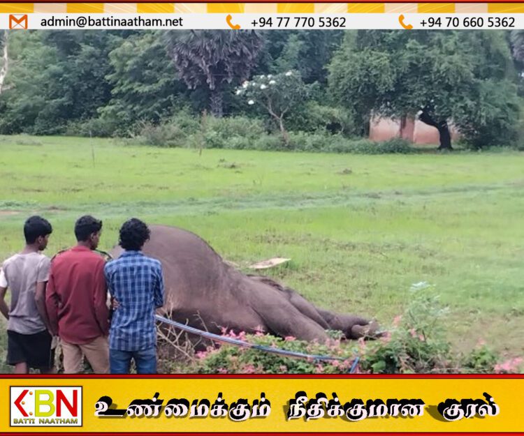 வவுனியாவில் தோட்ட மின்வேலியில் சிக்கி யானை உயிரிழப்பு