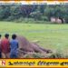 வவுனியாவில் தோட்ட மின்வேலியில் சிக்கி யானை உயிரிழப்பு