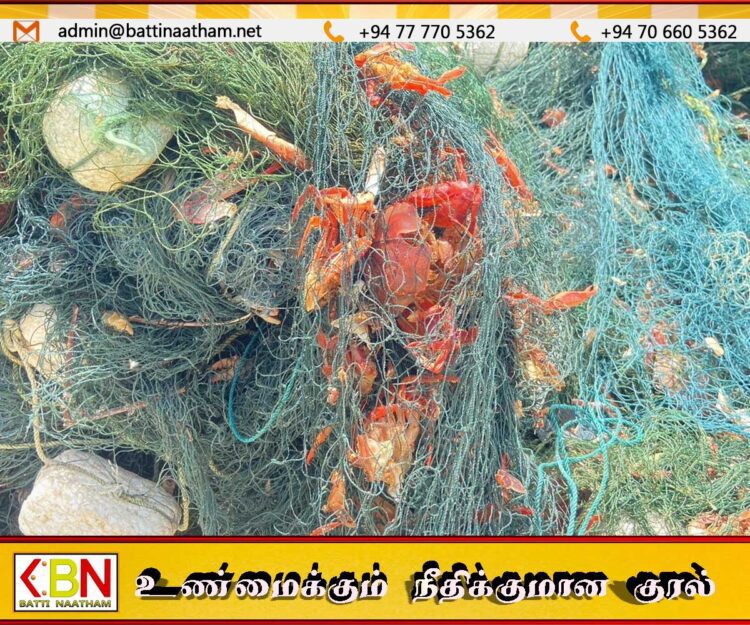மன்னார் மீனவர்களை பாதிக்கத்தொடங்கியுள்ள சிவப்பு நண்டு