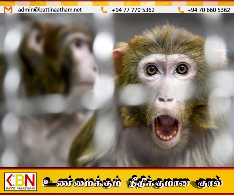 மனிதர்கள் அருகில் வாழும் குரங்குகளே அதிகம் கர்ப்பமடைகின்றன; ஆய்வில் தகவல்