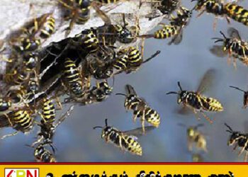 எம்பிலிப்பிட்டியாவில் குளவி தாக்குதல்; 20 மாணவர்களும் 56 பெற்றோர்களும் வைத்தியசாலையில்