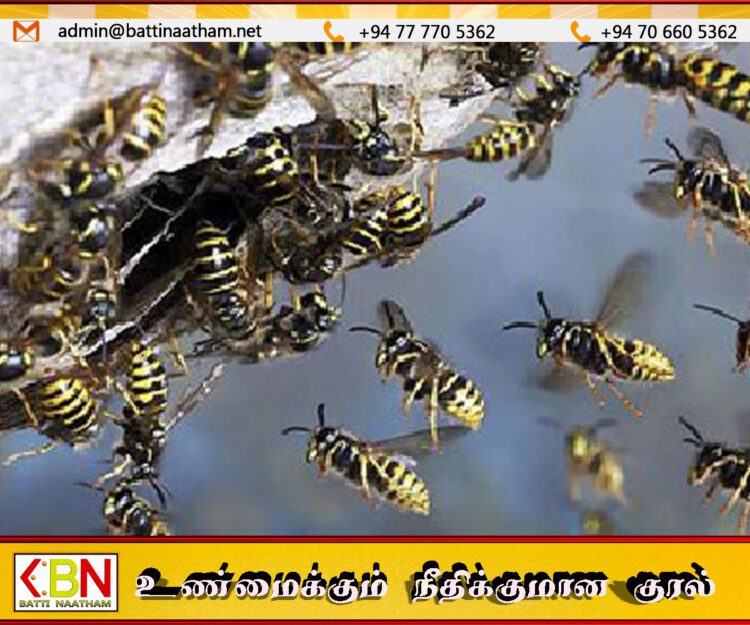 எம்பிலிப்பிட்டியாவில் குளவி தாக்குதல்; 20 மாணவர்களும் 56 பெற்றோர்களும் வைத்தியசாலையில்