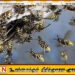 எம்பிலிப்பிட்டியாவில் குளவி தாக்குதல்; 20 மாணவர்களும் 56 பெற்றோர்களும் வைத்தியசாலையில்