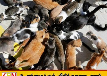 சைப்ரஸில் மக்கள் தொகைக்கு இணையாக பூனைகள்; கட்டுப்படுத்த வழி தெரியாமல் திணறும்அரசு