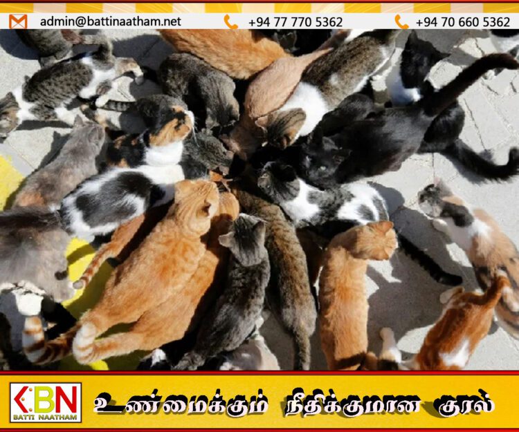 சைப்ரஸில் மக்கள் தொகைக்கு இணையாக பூனைகள்; கட்டுப்படுத்த வழி தெரியாமல் திணறும்அரசு