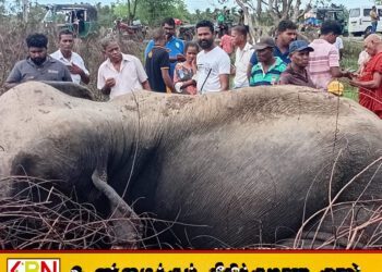 வெலிக்கந்தையில் புகையிரதத்துடன் மோதி யானை உயிரிழப்பு