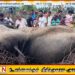 வெலிக்கந்தையில் புகையிரதத்துடன் மோதி யானை உயிரிழப்பு