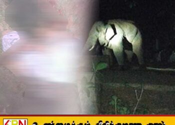 வவுணதீவில் யானை தாக்குதலில் 58 வயது பெண் ஒருவர் உயிரிழப்பு