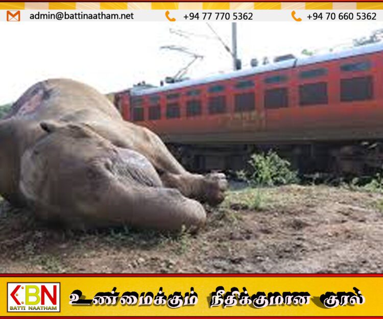 தொடருந்து மோதி யானைகள் உயிரிழந்த வழக்கு; சாரதிக்கு எதிராக சட்டநடவடிக்கை கோரி உயர் நீதிமன்றத்தில் மனு