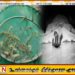 வவுனியாவில் இறால் பண்ணை தண்ணீர் தொட்டியில் விழுந்து இளைஞர் பலி