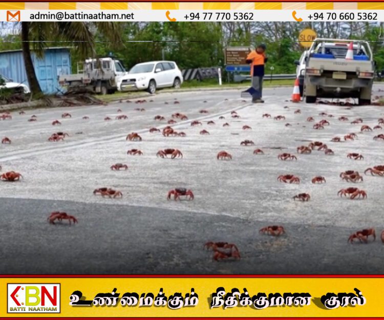 அவுஸ்திரேலியாவில் இலட்சக்கணக்கான சிவப்பு நண்டுகள் வீதிகளை ஆக்கிரமித்ததால் போக்குவரத்து தடை