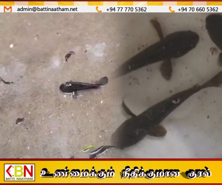 யாழில் மழையுடன் பொழிந்த மீன்கள்