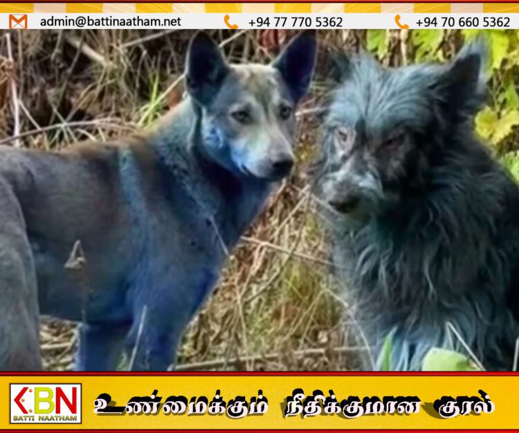 உக்ரைனின் செர்னோபிலில் திடீரென நீலநிறமாக மாறிய நாய்கள்
