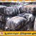 சட்டவிரோதமாக கொண்டுவரப்பட்ட பீடி இலைகளுடன் நால்வர் கைது