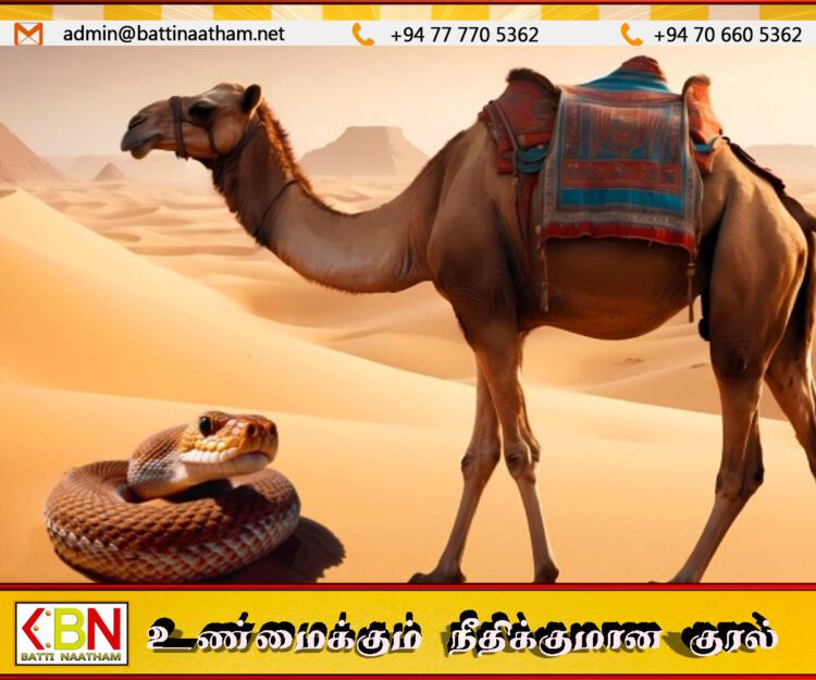 26 வகையான பாம்பு விஷங்களை முறியடிக்கும் ஒட்டகக் கண்ணீர்!