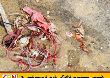 காலநிலை மாற்றத்தின் எதிரொலி?; மட்டக்களப்பில் கரையொதுங்கும் சிவப்பு நிற நண்டுகள்!