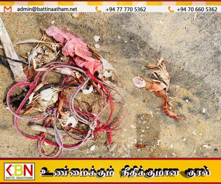காலநிலை மாற்றத்தின் எதிரொலி?; மட்டக்களப்பில் கரையொதுங்கும் சிவப்பு நிற நண்டுகள்!