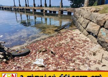 திருகோணமலை கடற்கரை பகுதிகளிலும் கரை ஒதுங்கும் சிவப்பு நண்டுகள்