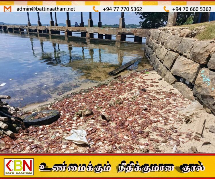 திருகோணமலை கடற்கரை பகுதிகளிலும் கரை ஒதுங்கும் சிவப்பு நண்டுகள்