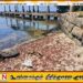திருகோணமலை கடற்கரை பகுதிகளிலும் கரை ஒதுங்கும் சிவப்பு நண்டுகள்