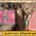 தேவிபுரம் பகுதியில் புலிக்கொடியுடன் வெடிபொருட்கள் மீட்பு