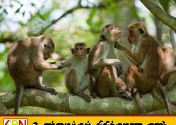 நாட்டில் குரங்குகளுக்கிடையே சிபிலிஸ் பக்டீரியா தொற்று பரவல்