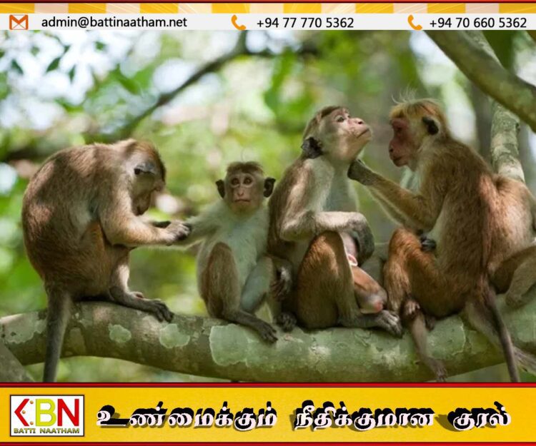 நாட்டில் குரங்குகளுக்கிடையே சிபிலிஸ் பக்டீரியா தொற்று பரவல்