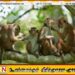 நாட்டில் குரங்குகளுக்கிடையே சிபிலிஸ் பக்டீரியா தொற்று பரவல்