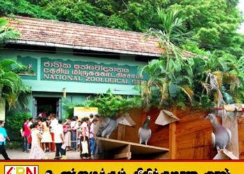 தெஹிவளை தேசிய மிருகக்காட்சிசாலையில் 32 புறாக்கள் திருட்டு