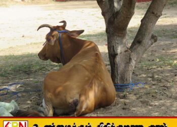 புற்று நோயால் பாதிக்கப்பட்டவரின் மாடுகளை திருடி இறைச்சிக்கு விற்பனை; காத்தான்குடியில் இருவர் கைது