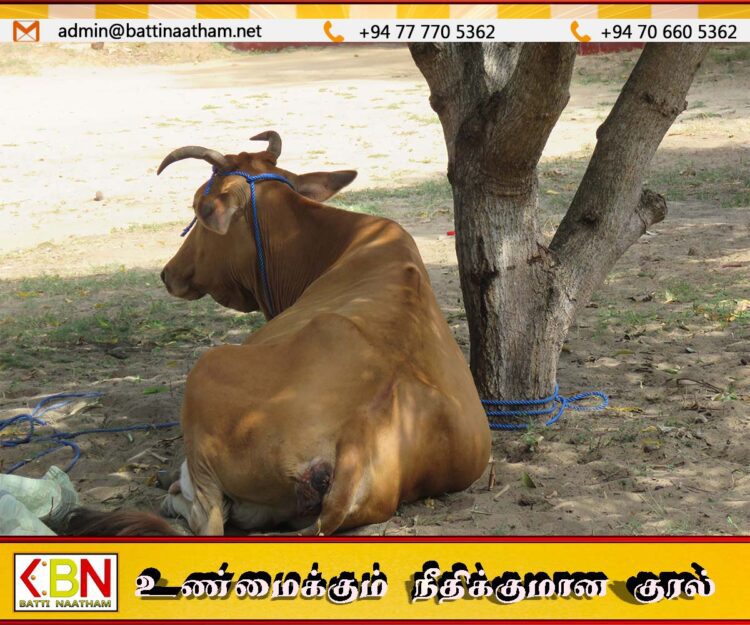 புற்று நோயால் பாதிக்கப்பட்டவரின் மாடுகளை திருடி இறைச்சிக்கு விற்பனை; காத்தான்குடியில் இருவர் கைது