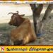 புற்று நோயால் பாதிக்கப்பட்டவரின் மாடுகளை திருடி இறைச்சிக்கு விற்பனை; காத்தான்குடியில் இருவர் கைது