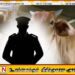 தமிழர் பகுதியில் மாடு திருடிய பொலிஸ் பணி இடைநீக்கம்