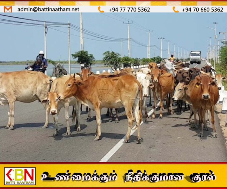 வீதிகளில் அலைந்து திரிந்த கட்டாக்காலி கால்நடைகளை பிடித்த பிரதேச சபை
