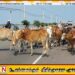 வீதிகளில் அலைந்து திரிந்த கட்டாக்காலி கால்நடைகளை பிடித்த பிரதேச சபை