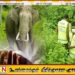 மட்டு கரடியனாறு பகுதியில் யானை தாக்கியதில் 65 வயது விவசாயி உயிரிழப்பு