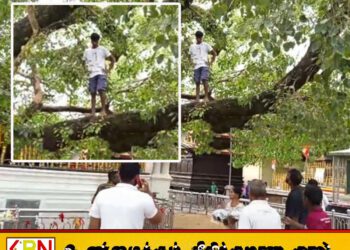கதிர்காம அரச மரத்தில் ஏறி இடையூறு விளைவித்த இளைஞன் கைது