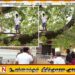 கதிர்காம அரச மரத்தில் ஏறி இடையூறு விளைவித்த இளைஞன் கைது