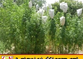 யால சரணாலய பகுதியில் கஞ்சா சாகுபடிகள் கண்டுபிடிப்பு