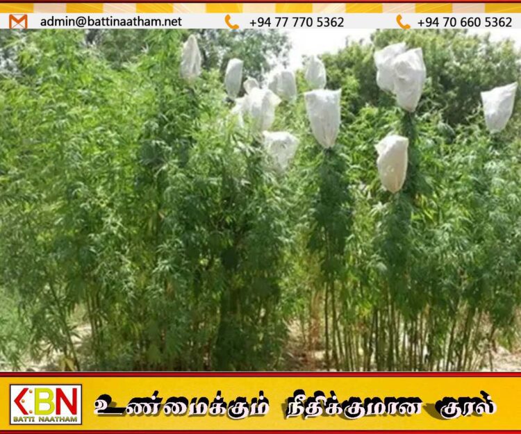 யால சரணாலய பகுதியில் கஞ்சா சாகுபடிகள் கண்டுபிடிப்பு
