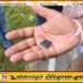 ஈஸி கேஷில் பணம் கொடுத்து ஹெரோயின் பெற வந்த இளைஞன் கைது